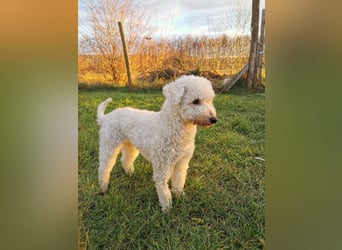 Mimi und Matyi suchen gemeinsam ein neues Zuhause