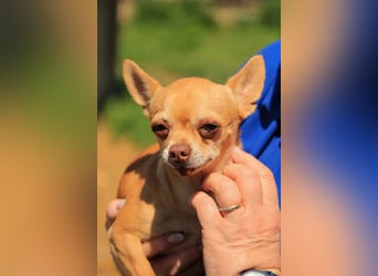 Parfis PP – Sanfte Chihuahua-Dame sucht liebevolles Zuhause
