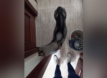 Eve, ein Leben auf dem Balkon ;-(   , fast  2 Jahre lang