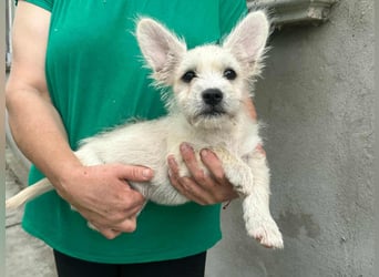 Snoopy, geboren 01.05.2025, 23cm sucht sein Körbchen