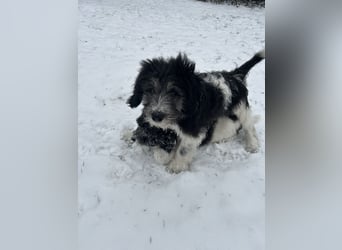 Polski Owczarek Nizinny - Polnischer Niederungs Hütehund -  PON