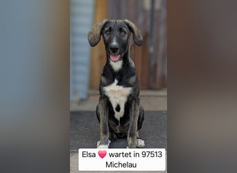 Elsa wartet in 97513 Michelau