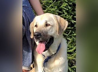 riesen Kangal Teddy (Tierschutz) wünscht sich ein Zuhause