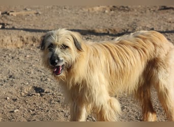 Wakame, wunderbare Dame ihrer Rasse, Gos d Atura /Briard Mix