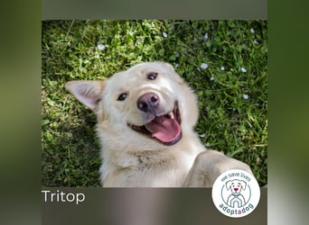 Tritop: Wartet auf liebevolles Zuhause