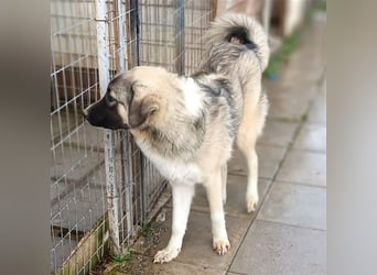 Darla- griechischer Schäferhund-Mischling