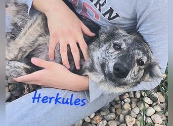 HERKULES - Hund sucht Mensch( en)