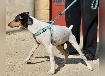 Rocky, offen, freundlich und neugierig