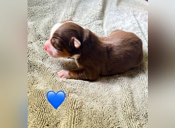 Mini/Miniature Australian Shepherd Welpen mit Papiere