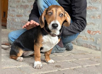 Nelly, geboren 25.12.2024, 29cm sucht ihre Menschen