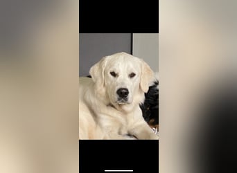 Wunderschöne Golden Retriever Welpen