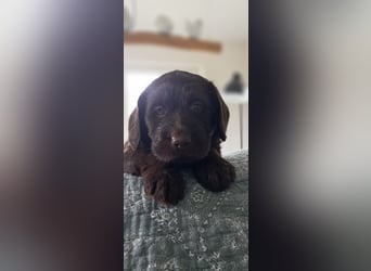 Labradoodle Welpen