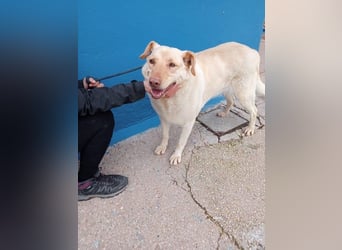 Laika, hofft auf ihre Ausreise ins Glück