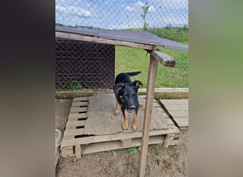 Otto sucht ein liebevolles Zuhause