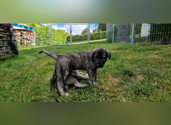 Irish Wolfhound Welpen
