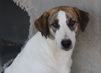 Mariela, geb. ca. 02/2022, lebt in GRIECHENLAND, im städt. Tierheim Serres