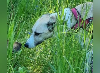 Ivy, wunderschöne Windhund Mix Hündin sucht aktives Zuhause