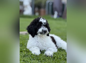 Bezaubernde Königspudel Welpen, Großpudel, Harlekin, Pudel, Videos