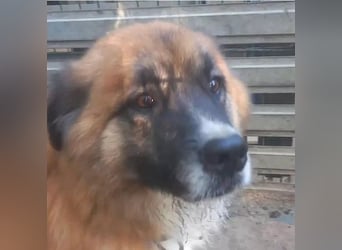 Ursu - freundlicher, verschmuster Herdenschutzhund Mix Rüde / z.Zt. noch in Rumänien
