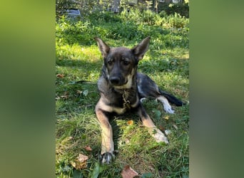 Mutiger RICHARD ist ein idealer Hund für eine Familie