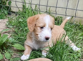 Kleiner Draufgänger Enzo
