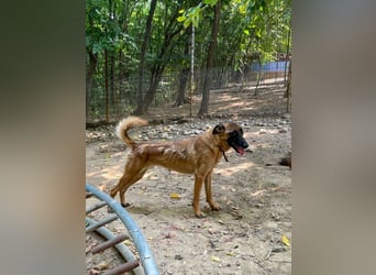 Bezaubernde Hundelady RONJA sucht liebevolle Familie