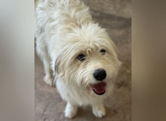 Fluffy, geb. ca. 11/2023, lebt in GRIECHENLAND, auf einer privaten Pflegestelle