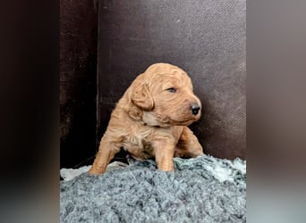 Goldendoodle medium mit Papieren und Ahnentafel