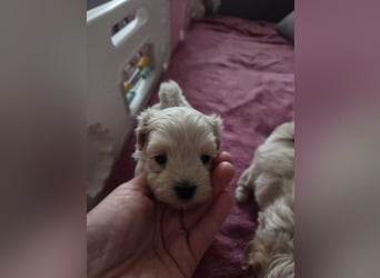 Maltipoo Welpen Rüde