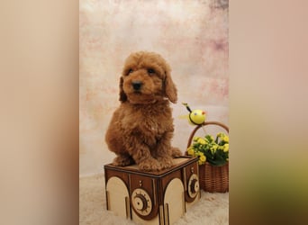 Pudel-Welpen aus familiärer Vereinszucht 38-46 cm, in red-fawn (mit Papiere), sind auszugsbereit!