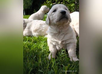Golden Retriever Welpen 