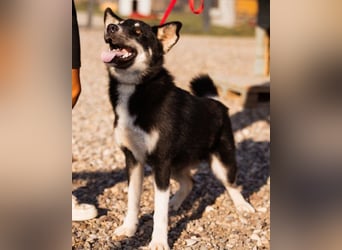 Husky-Mix ♥ Khan ♥ fitter, freundlicher und kluger Fellfreund