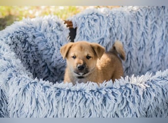 Chip 240683: Hundekind sucht ein Zuhause