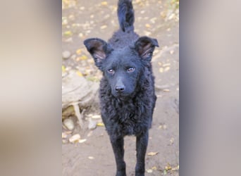 Freundlicher PANCHO ist ein liebevoller und allseits beliebter Traumhund
