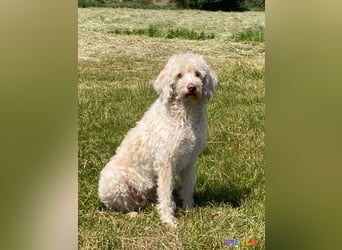 Goldendoodle & Labradoodle Labrador+Golden+Retriever+Pudel Welpen
