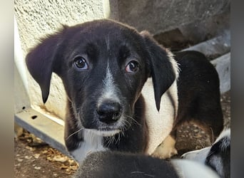 Vlora, geb. ca. 02/2025, lebt in GRIECHENLAND, auf einer privaten Pflegestelle
