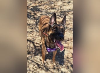 Levante (Spanien) - liebenswerter Junge sucht aktives Zuhause
