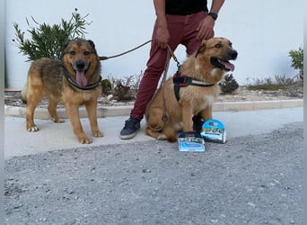 Calvin - schüchterner, ruhiger, verträglicher Rüde / z.Zt. noch in Spanien