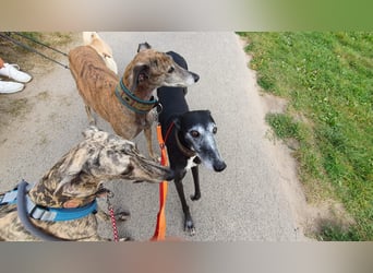 Toni, sucht ein liebevolles Zuhause