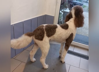 Bezaubernde Königspudel Welpen, Großpudel, Harlekin, Pudel, Videos