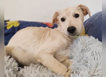 Klein ♥Marley♥ sucht seine treuen Menschen