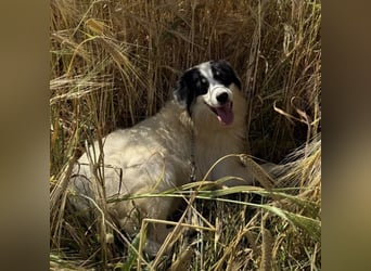 Moomoo braucht Liebe