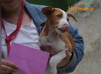 Herminia geb. 03/2025 (ESP) - menschenbezogene Podenco Ibicenco Welpin!