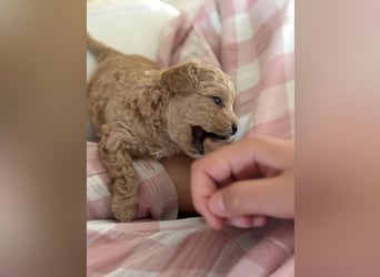 Maltipoo Welpen