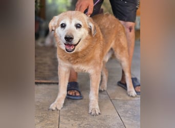 Dringend „Gnadenplatz“ für Senior SINO gesucht