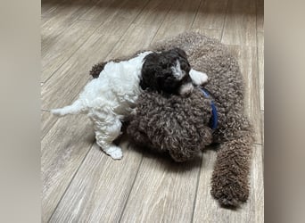Stella, der Stern