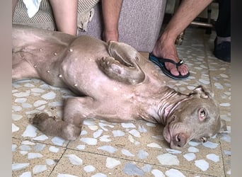 Vaiana – eine sanfte Weimaraner-Hündin