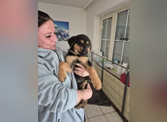 Rottweiler Schäferhund Mischling