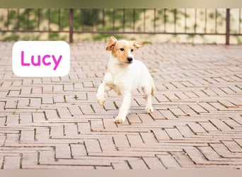 Lucy: „Hey, wann geht der nächste Shuttle über die Alpen?“