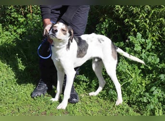 Luigi, Mix Jack Russel Terrier / Beagle , lieb und verträglich